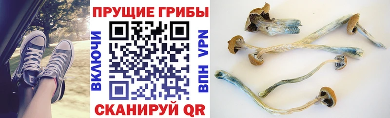 Галлюциногенные грибы Psilocybine cubensis  Волгоград 